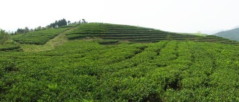 品品香茶基地 文洋西山有機(jī)茶基地