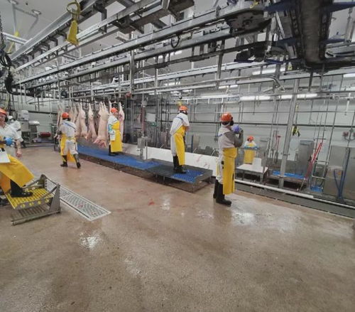 蕾西在澳洲肉聯(lián)廠糟糕環(huán)境下周薪多少